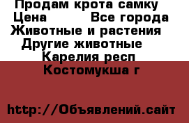 Продам крота самку › Цена ­ 200 - Все города Животные и растения » Другие животные   . Карелия респ.,Костомукша г.